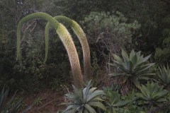 Catherine-hampe-florale-cactus-4906