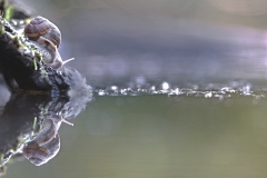 La-lenteur-Philippe-ROUYER-4