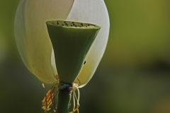 SNA-2022-Philippe-Rouyer-4-copie