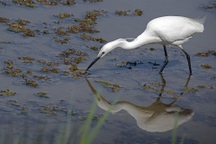 Suzanne-BISSARDON-garzette-lenteur