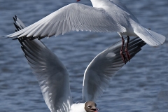 Suzanne-Bissardon-Mouettes-rieuses-Le-teich