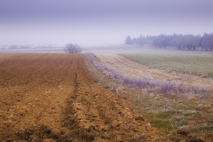 photo-Cecile-Marpeau-champ-jaune-et-violet-dans-le-brouillard