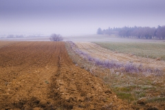 photo-Cecile-Marpeau-champ-jaune-et-violet-dans-le-brouillard