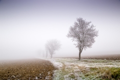 photo-Cecile-Marpeau-chemin-darbres-givres-dans-le-brouillard-2