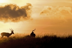 1-P-Rouyer-Masai-Mara-Kenya-Impalas