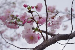 1-ch.deal_printemps