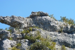 1_ALAIN_FOREST_P1060027