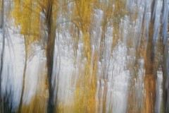 Edith-Cornet-2022-10-31-Parc-de-la-tete-dor-