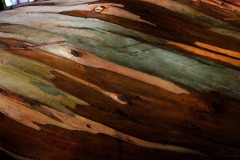 MC-Eucalyptus-2