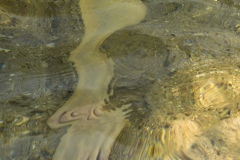 Metamorphose-OIL-Catherine-Tourrand-2367