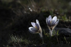 P-Rouyer-Anemone-du-printemps