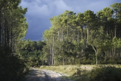 ANNIE_BALBO-Landes001