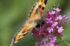 BERNARD_LEGROSjuin2019-3