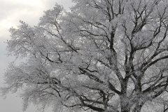 CHRISTIAN_PETER_IMG_4124