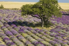 CHRISTIAN_PETER_MG_2104-Christian_PETER