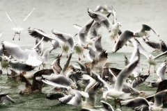 DANIEL_MORIN_25_DSC4856_les_mouettes_1920