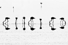 DANIEL_MORIN_DSC0902_Reflets_Vaccares