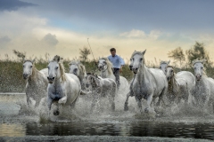 DANIEL_MORIN_DSC1958_chevaux_club