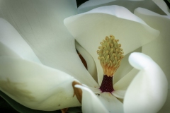 DANIEL_MORIN_DSC5912_fleur