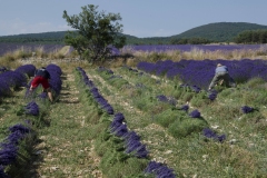 DAVID_BERTHELOT_DSC_4941B_PSD_20160711