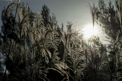FLEURY_CHEVALIER_IGP8606-1