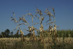 FRANCOIS_JACQUIER_DSC03631-Francois