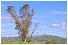 GERARD_SANZEY_02-ger-sanzey