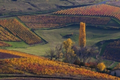 HELENE_MONTBARRON_Automn2