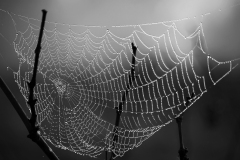 HELENE_MONTBARRON_ToileNB