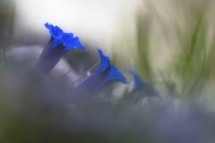 JEAN_LUC_LEBLANC_DSC5315
