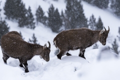 JEAN_LUC_LEBLANC_DSC6934