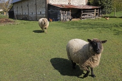 JEAN_MICHEL_LEVERNE__IMG005-JMichel_Leverne