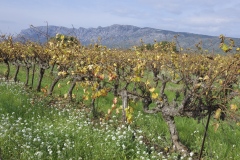 MARTINE_GRENARD_Dans_les_vignes