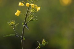 Bernard_Legros-FPF_UR11_Botanique-1