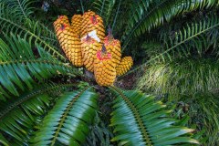 Bernard_Legros-FPF_UR11_Botanique-2