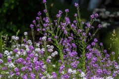 Bernard_Legros-FPF_UR11_Botanique-3
