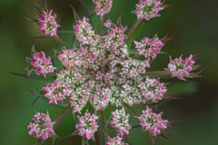 Bernard_Legros-FPF_UR11_Botanique-6