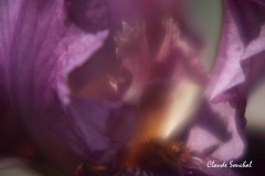 C_S0082web-OIL