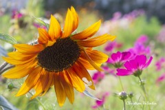 Christian_Valentin_IMG_4485_nombre-dOr