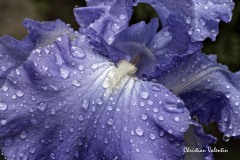 Christian_Valentin_MG_6093_Pluie