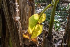 ERIC_THOLOT_0474web-OIL