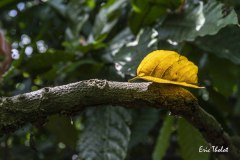 ERIC_THOLOT_0480web-OIL