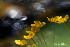jl_Leblanc_DSC2637web-OIL