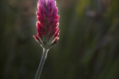 Bernard_Legros-OIL-05_2021-2