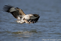 Philippe-Rouyer-Aigle-pecheur-africain-juvenile-1