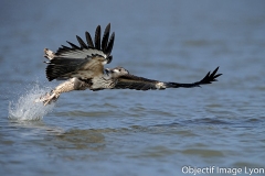 Philippe-Rouyer-Aigle-pecheur-africain-juvenile-2