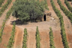 ChristianPeter_DSF1281