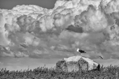 DSC3276-Modifier