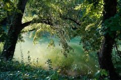 fleury-arbre-pto
