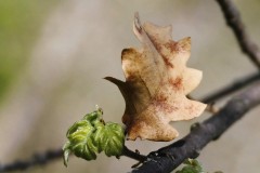 Edith-Cornet-Metamorphose-